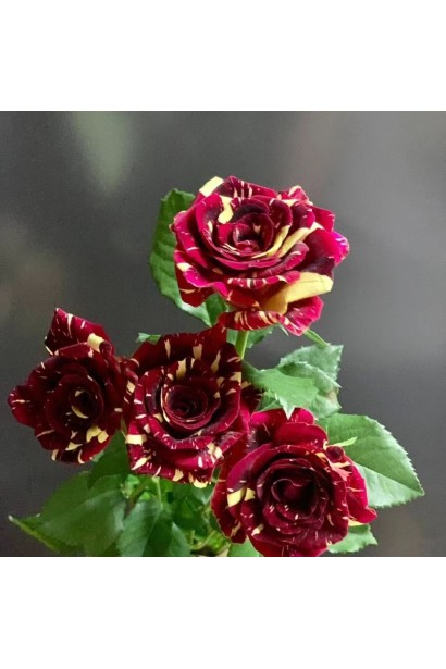 Роза чайно-гибридная Абракадабра